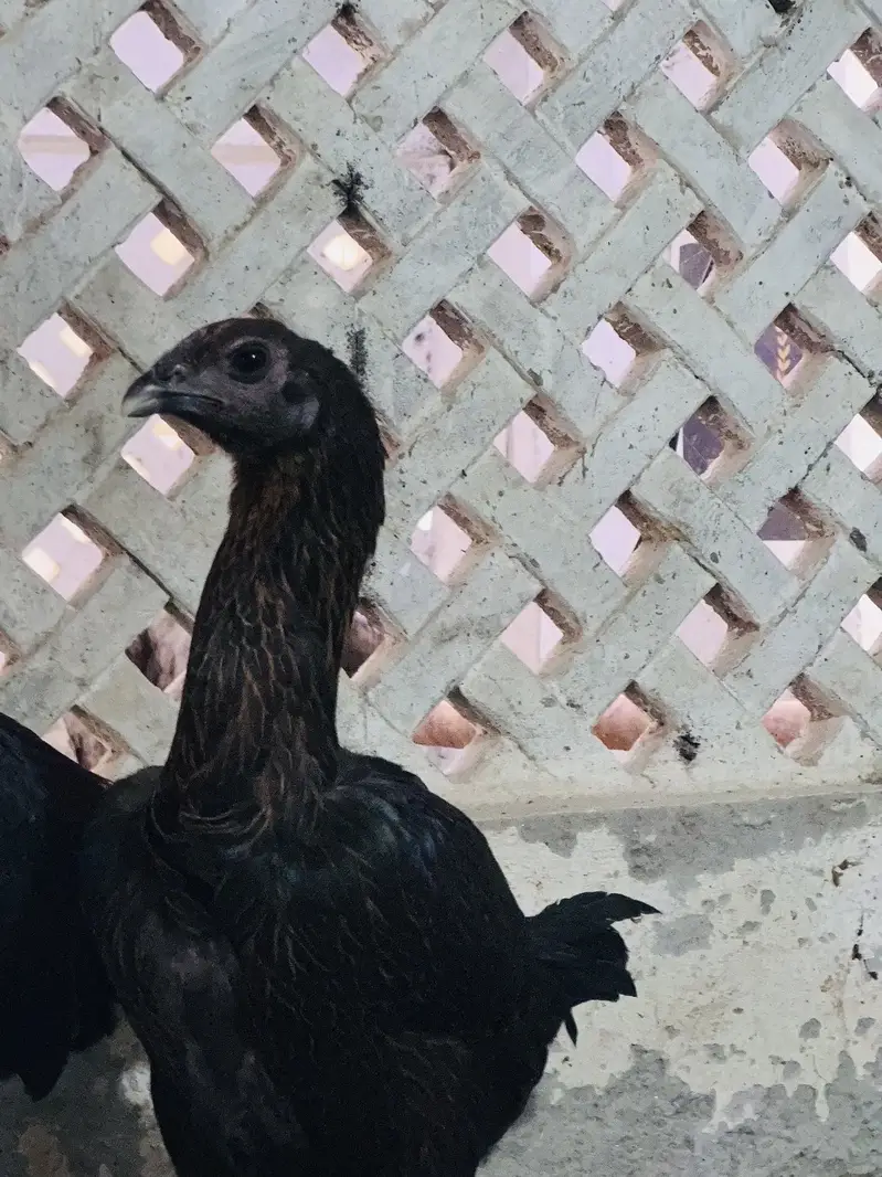 Dragon aseel trio for sale | black dragon | blue dragon aseel — photo 8