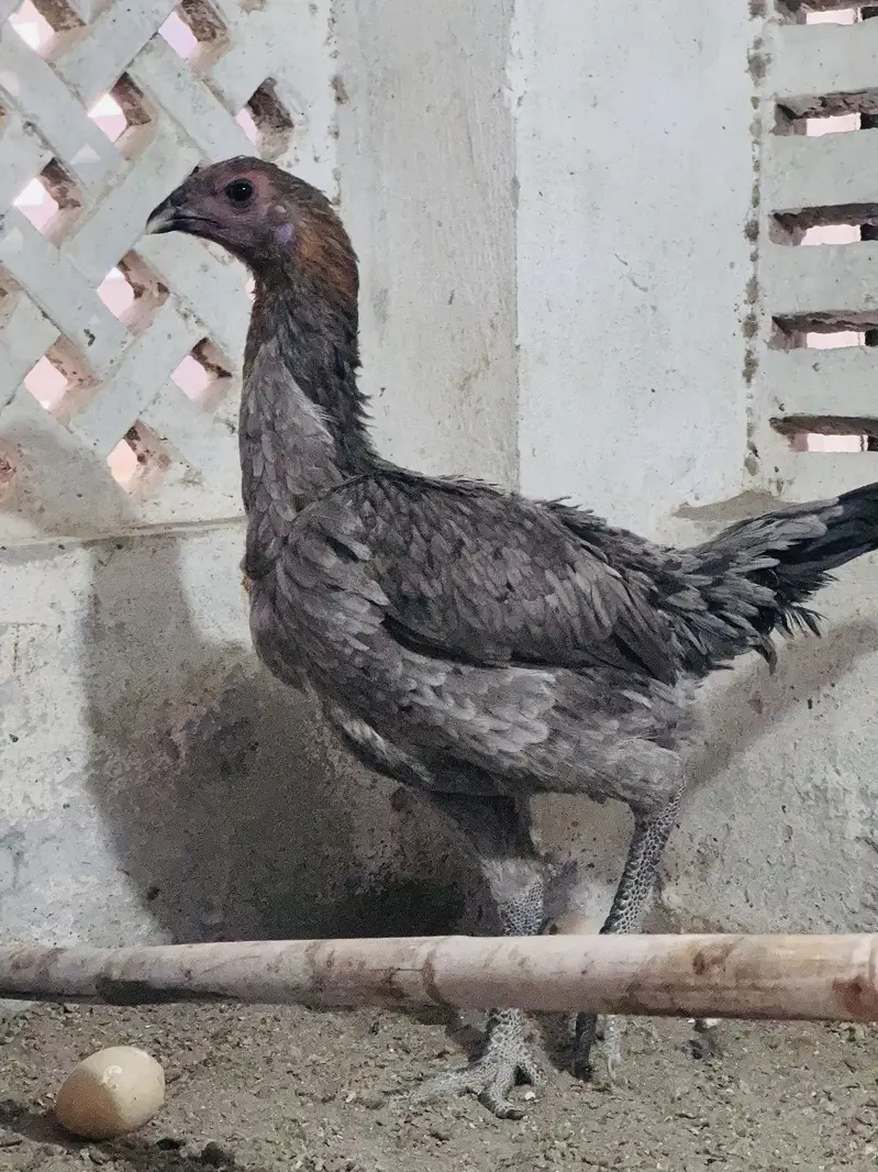 Dragon aseel trio for sale | black dragon | blue dragon aseel — photo 9