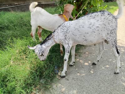 Two goats for Sale