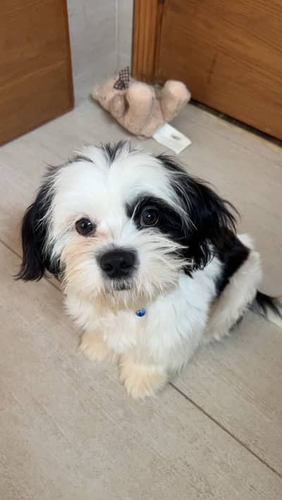 It's a Male Shihtzu, 7 months old and it's vaccinated.