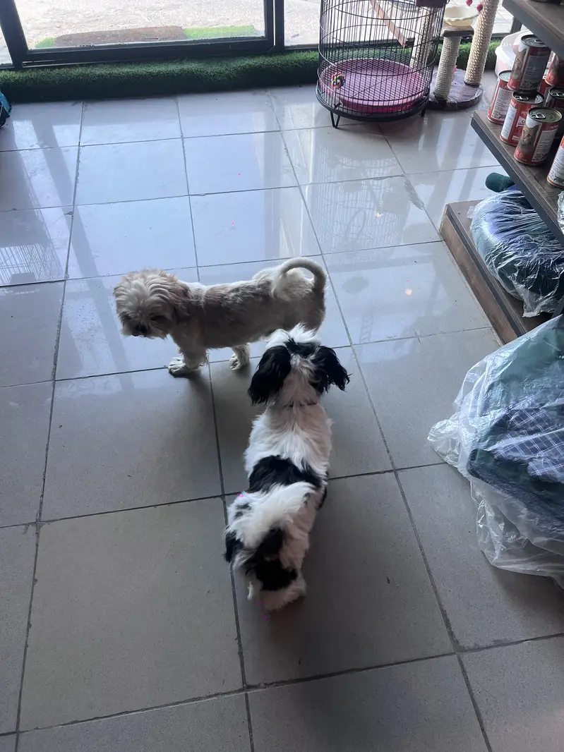 Male Shihtzu / 7 months / Vaccinated / Friendly with Kids — photo 2