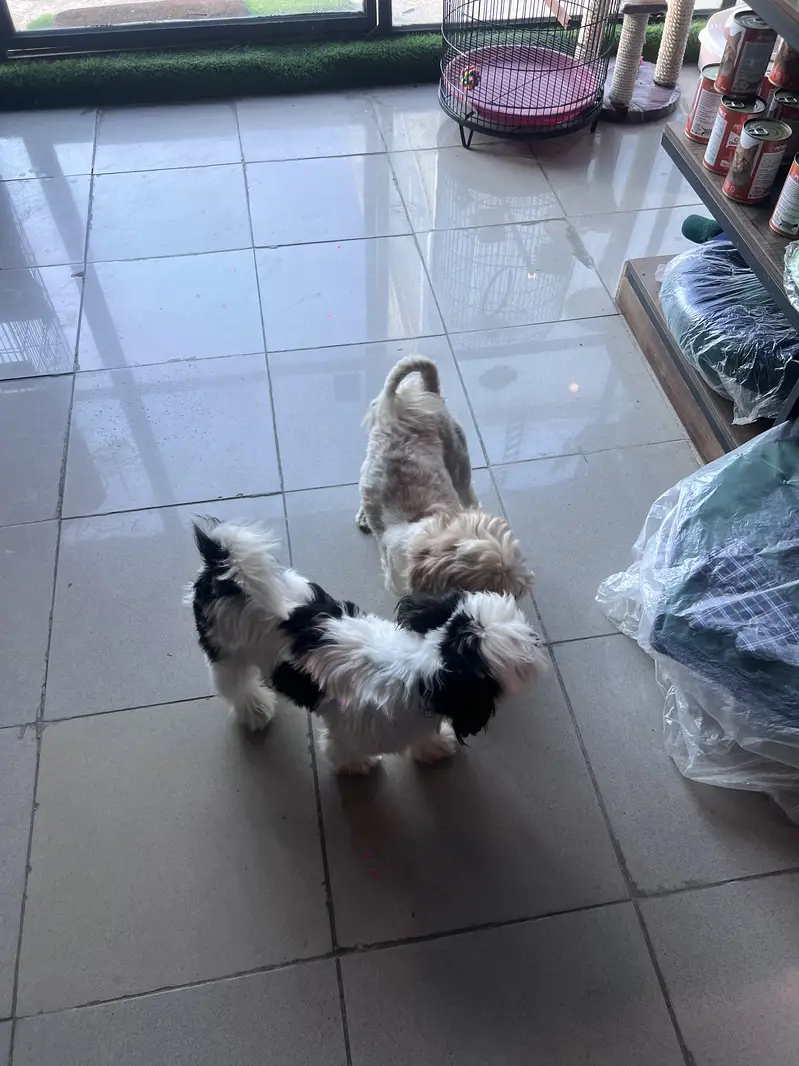 Male Shihtzu / 7 months / Vaccinated / Friendly with Kids — photo 3