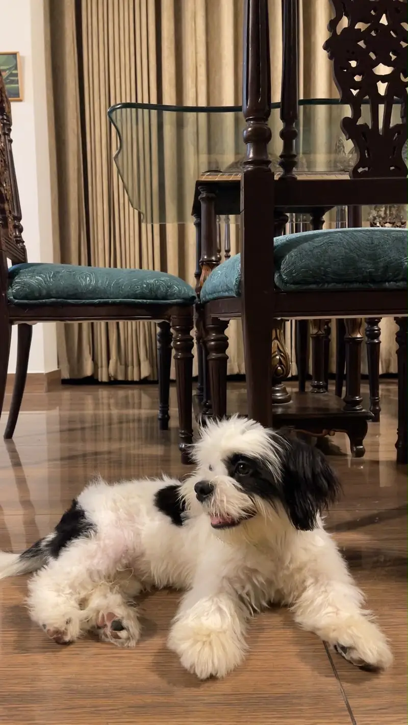Male Shihtzu / 7 months / Vaccinated / Friendly with Kids — photo 4