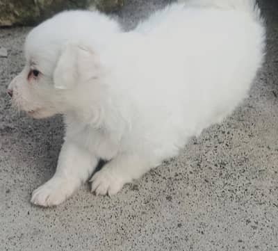 poodle dog puppies for sale
