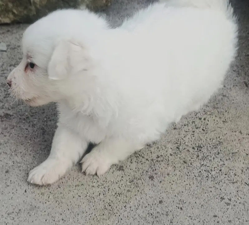 poodle dog puppies for sale