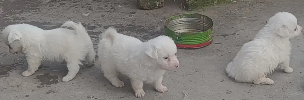 poodle dog puppies for sale — photo 2