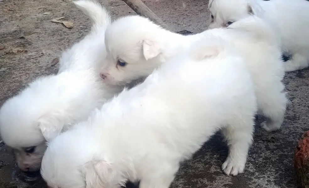poodle dog puppies for sale — photo 3