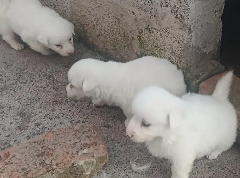 poodle dog puppies for sale — photo 4