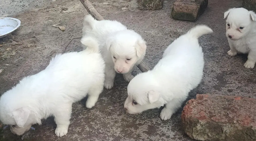 poodle dog puppies for sale — photo 5