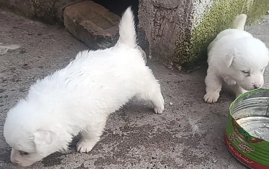 poodle dog puppies for sale — photo 6
