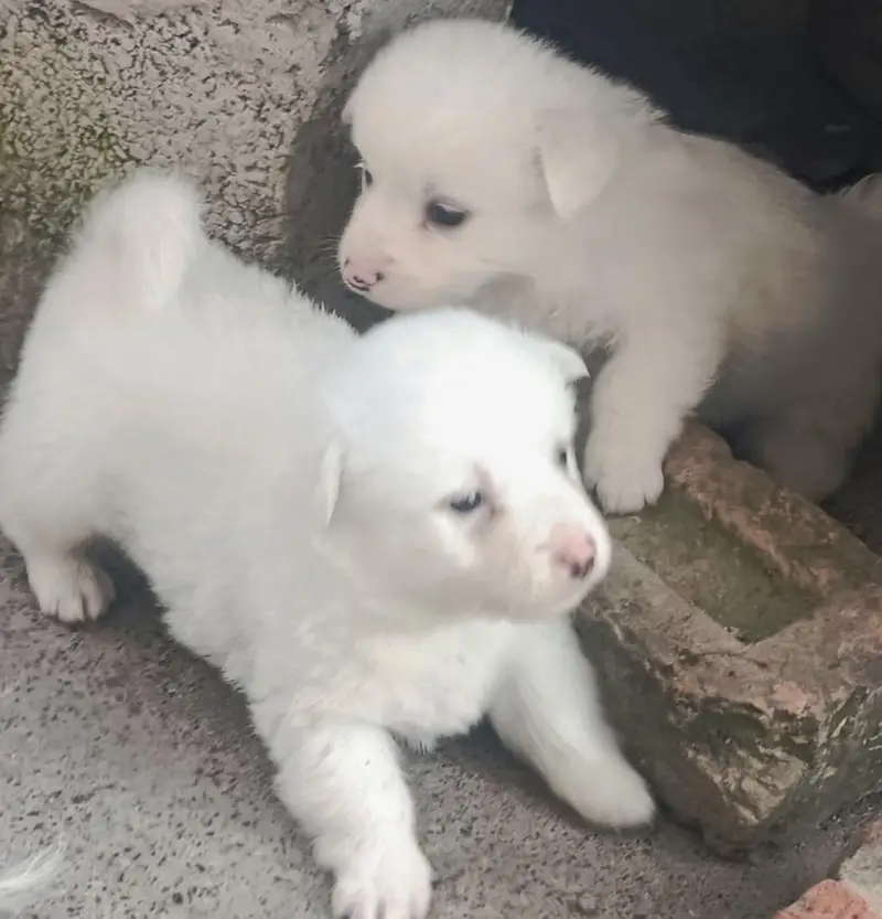 poodle dog puppies for sale — photo 7