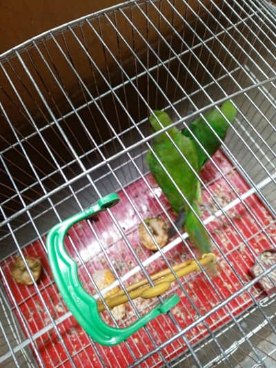 parrot for sale 03105630440