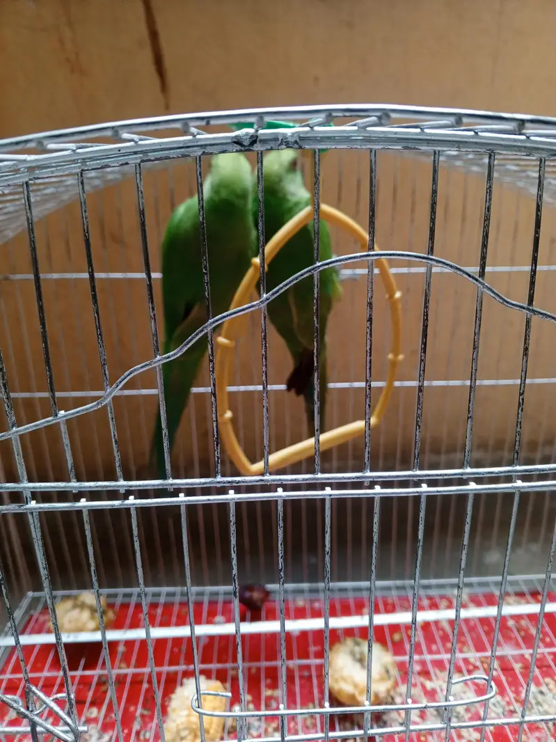 parrot for sale 03105630440 — photo 2