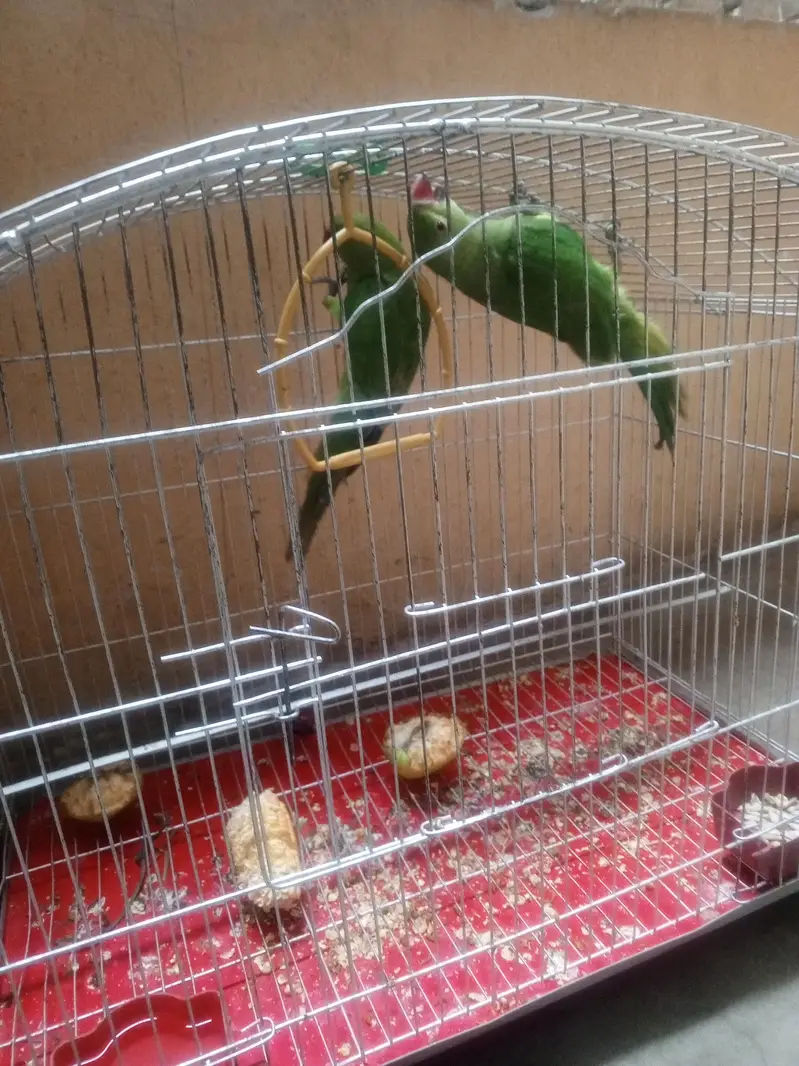 parrot for sale 03105630440 — photo 3