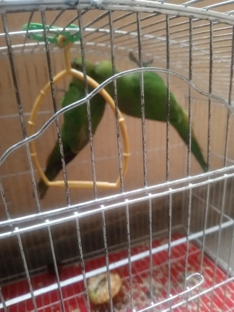 parrot for sale 03105630440 — photo 4