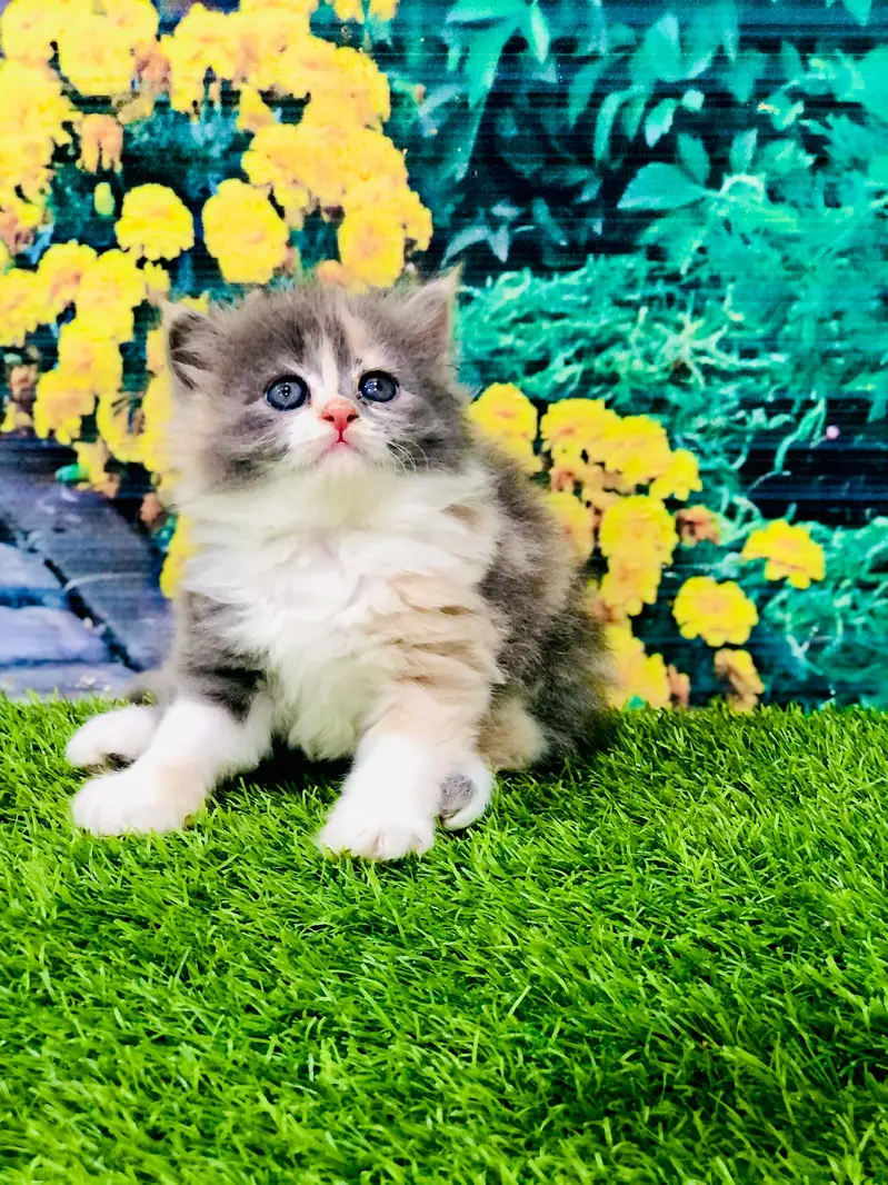 cash on deliveryPersian Punch face triple coat cat Kitten — photo 11
