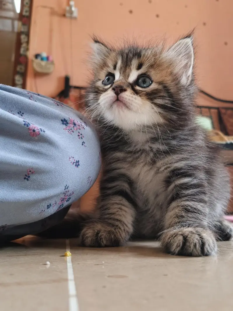 adorable kittens — photo 9