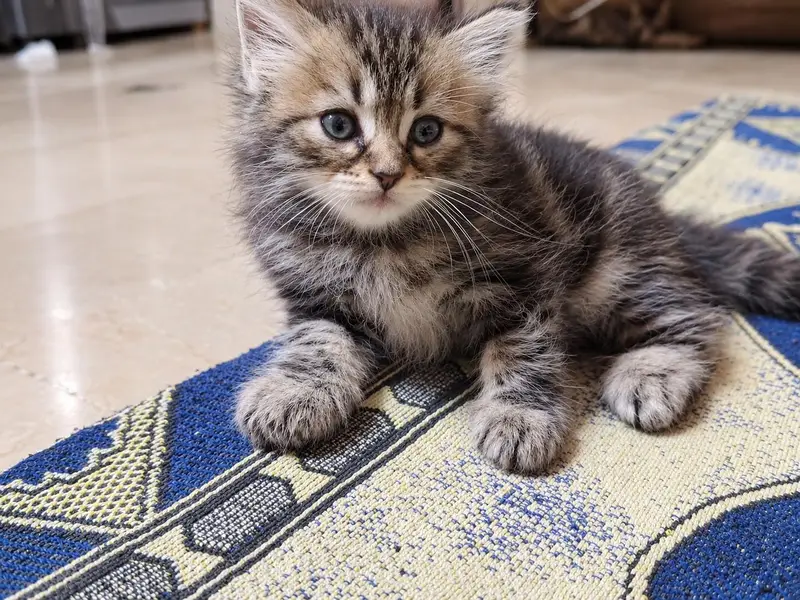adorable kittens — photo 10