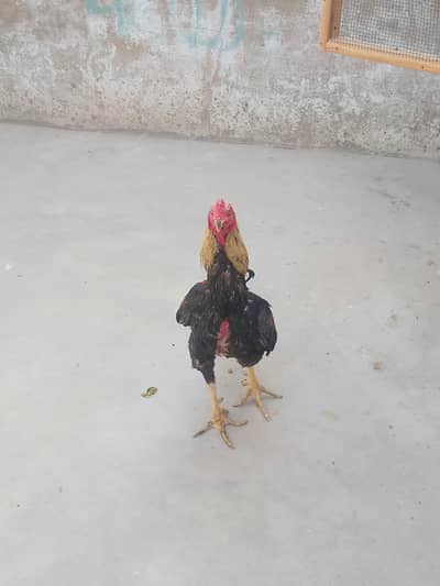 burmi male