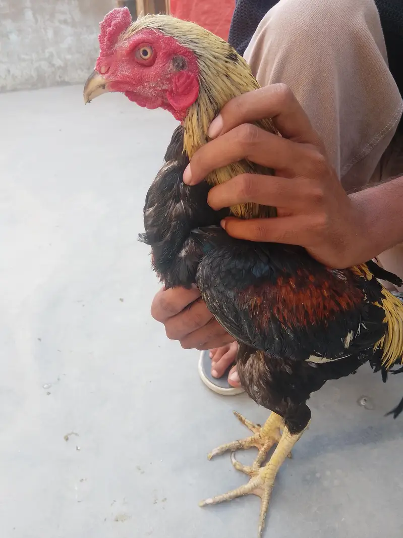 burmi male — photo 2