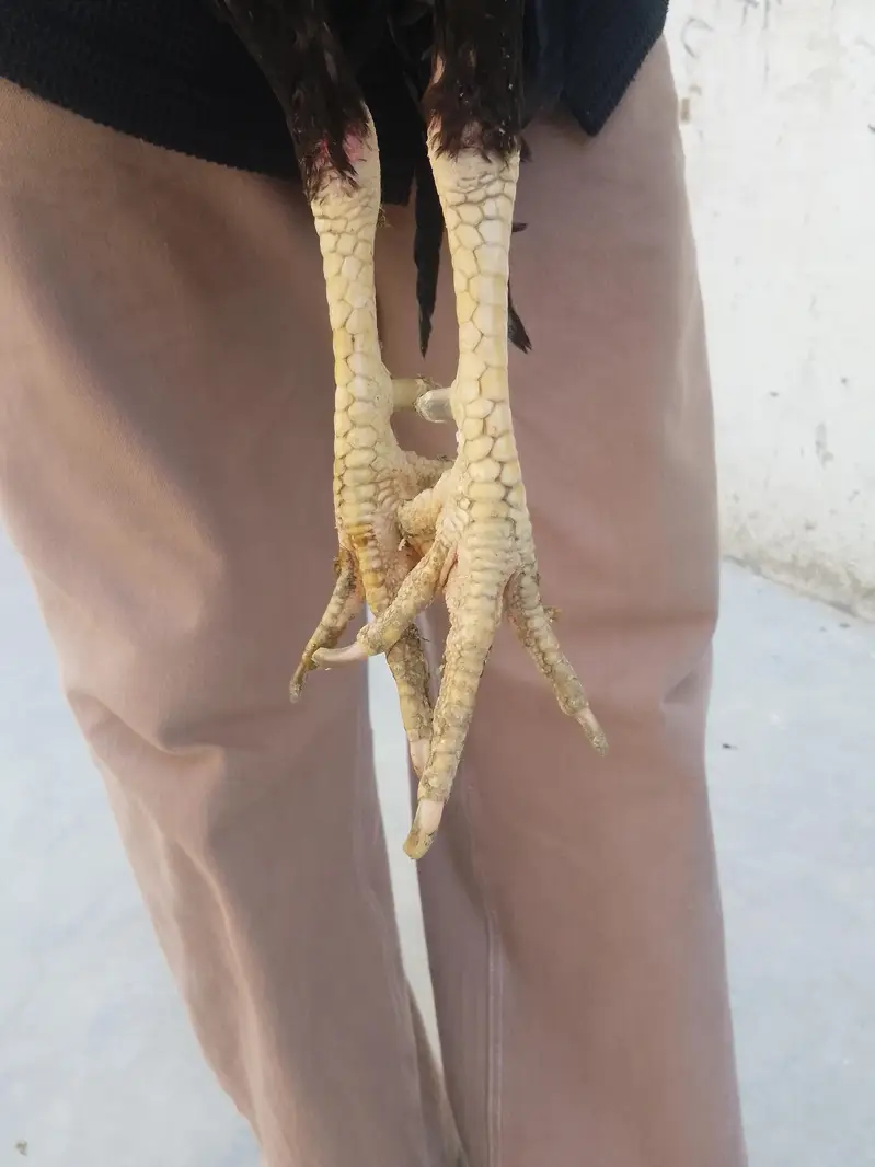 burmi male — photo 3