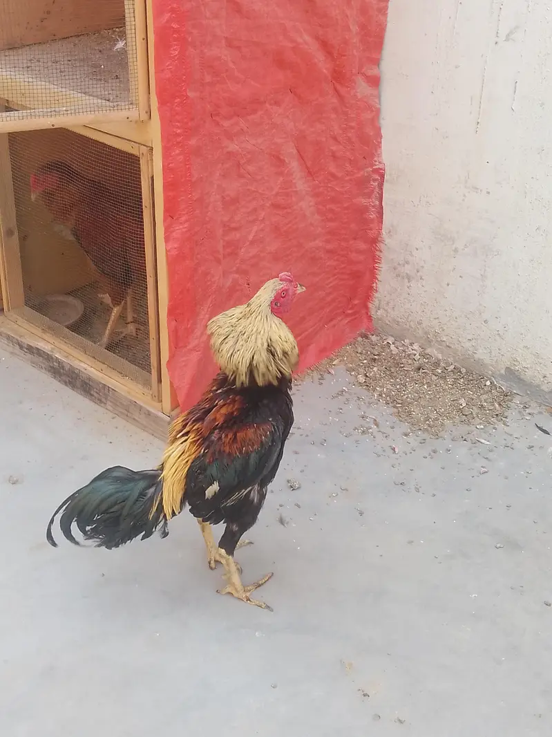 burmi male — photo 4