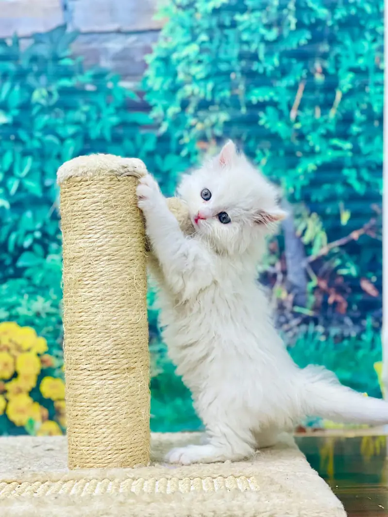 cash on deliveryPersian Punch face triple coat cat Kitten — photo 10
