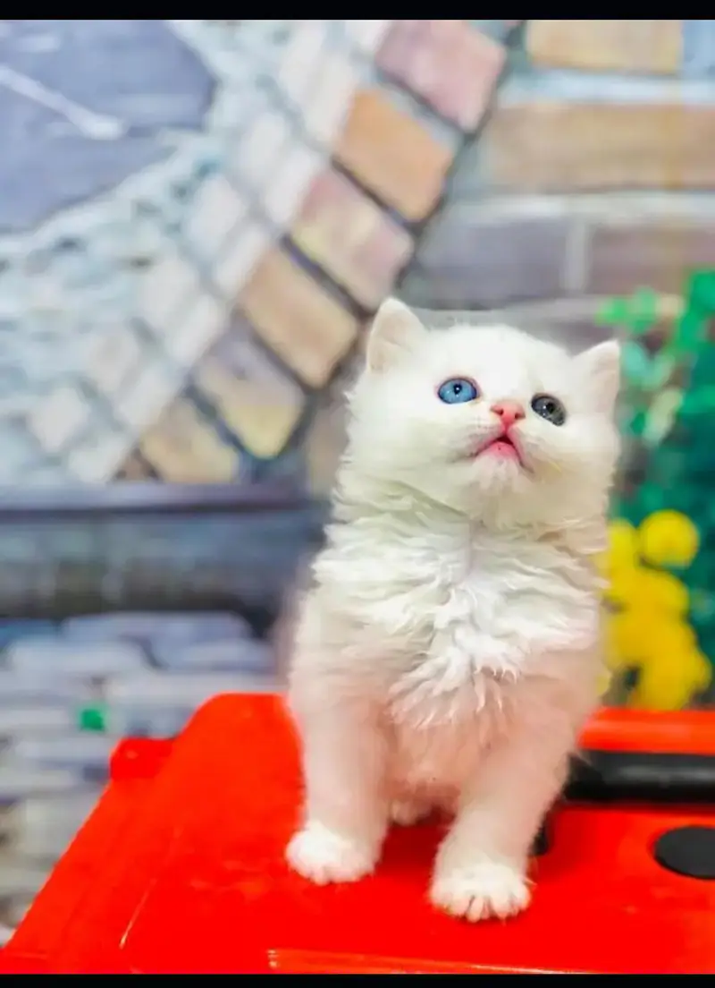 cash on deliveryPersian Punch face triple coat cat Kitten — photo 11