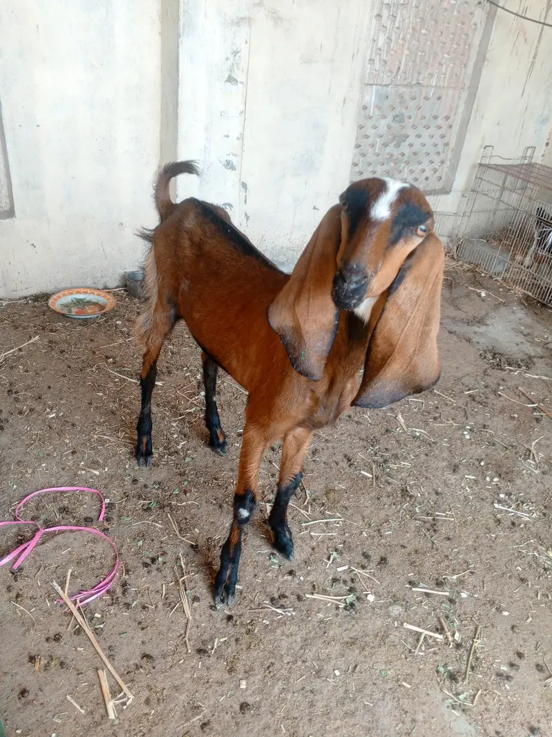 One Bakri and one pathii — photo 2