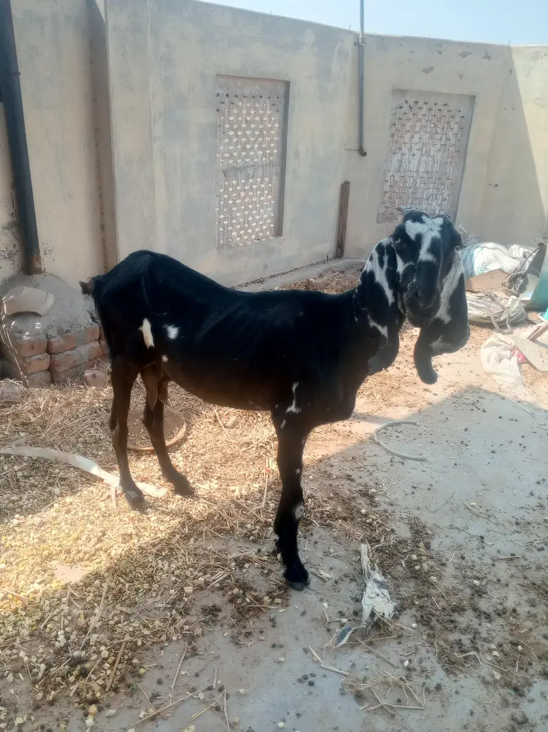 One Bakri and one pathii — photo 3