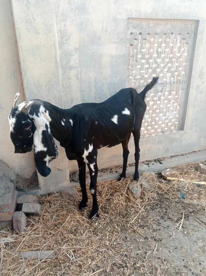 One Bakri and one pathii — photo 4