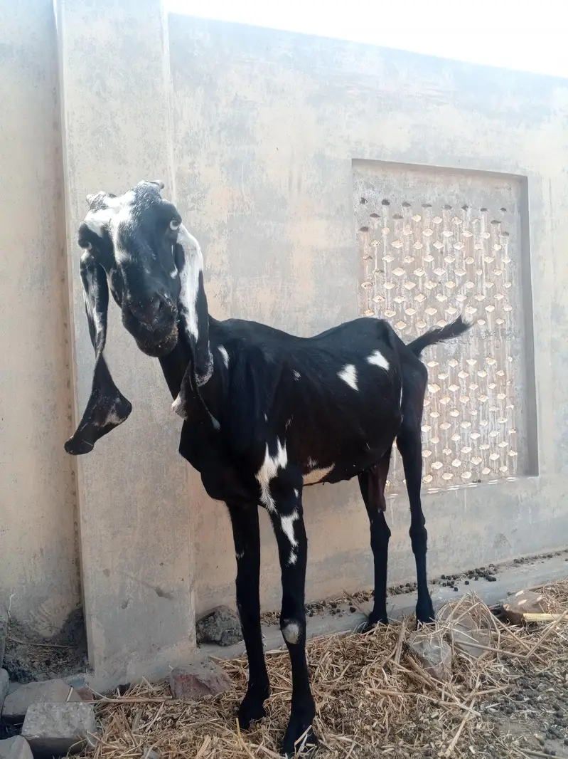 One Bakri and one pathii — photo 5