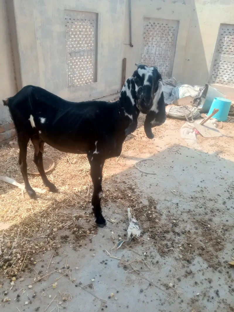 One Bakri and one pathii — photo 6