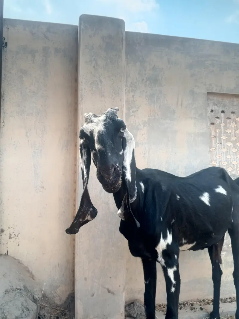 One Bakri and one pathii — photo 7