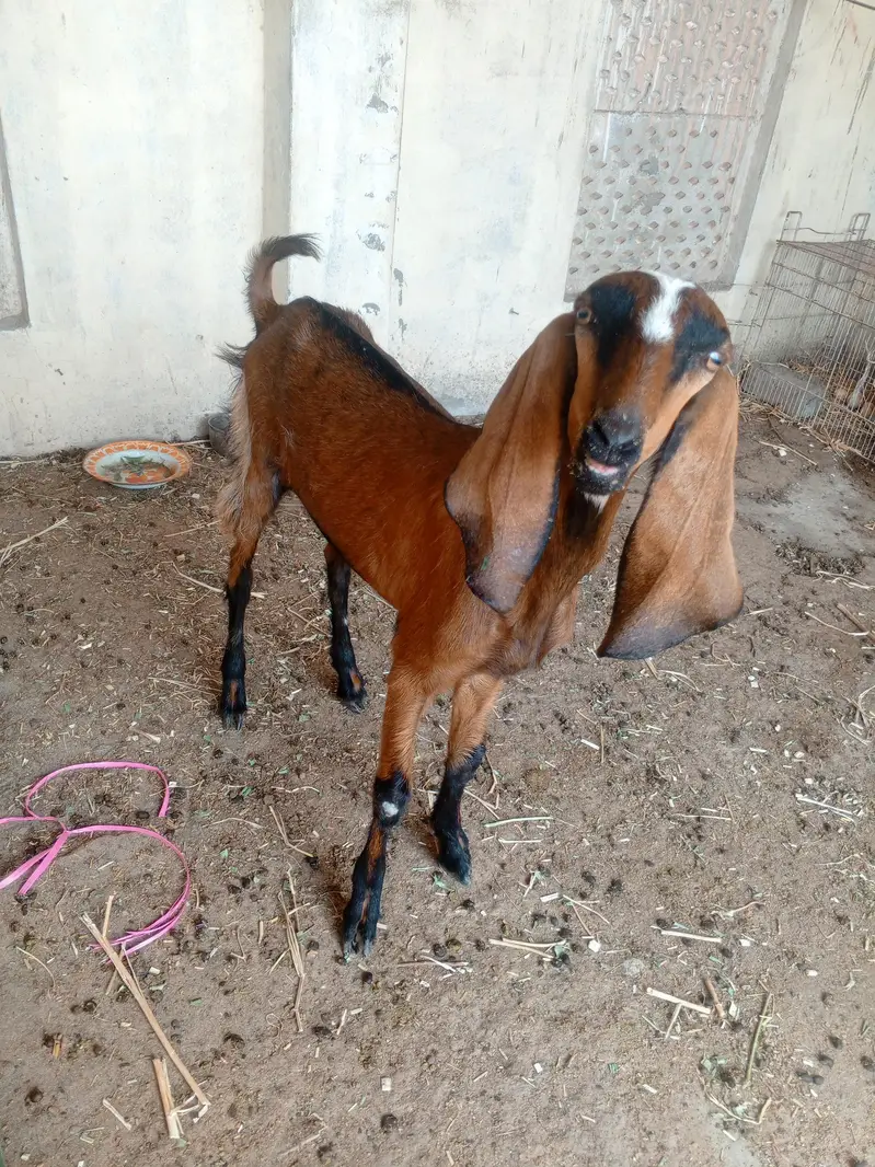 One Bakri and one pathii — photo 8