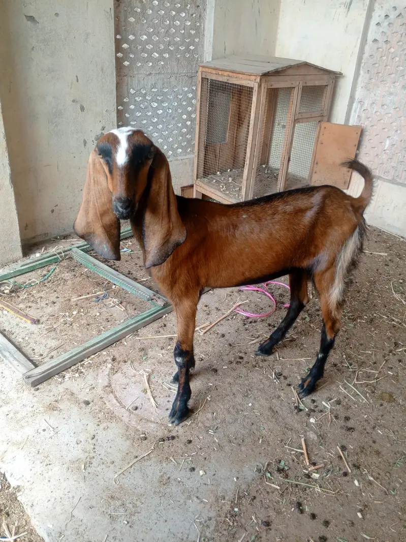 One Bakri and one pathii — photo 9