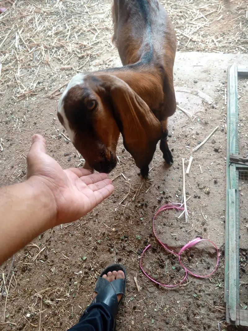 One Bakri and one pathii — photo 10