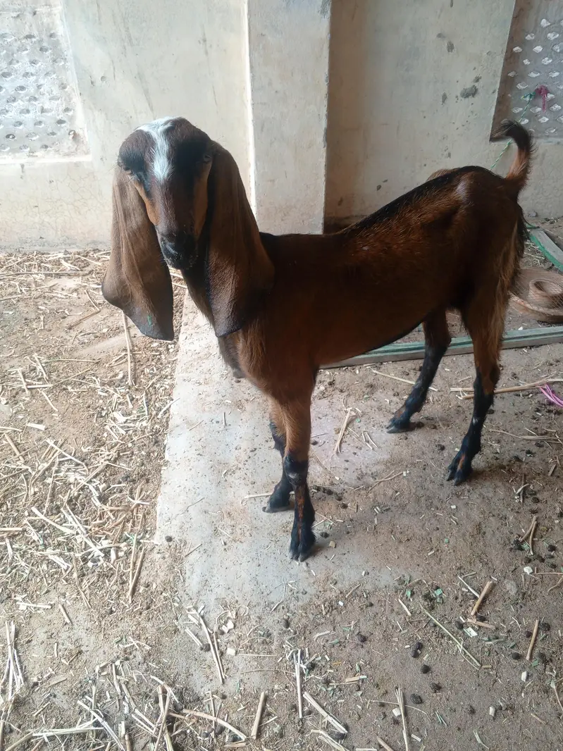 One Bakri and one pathii — photo 11