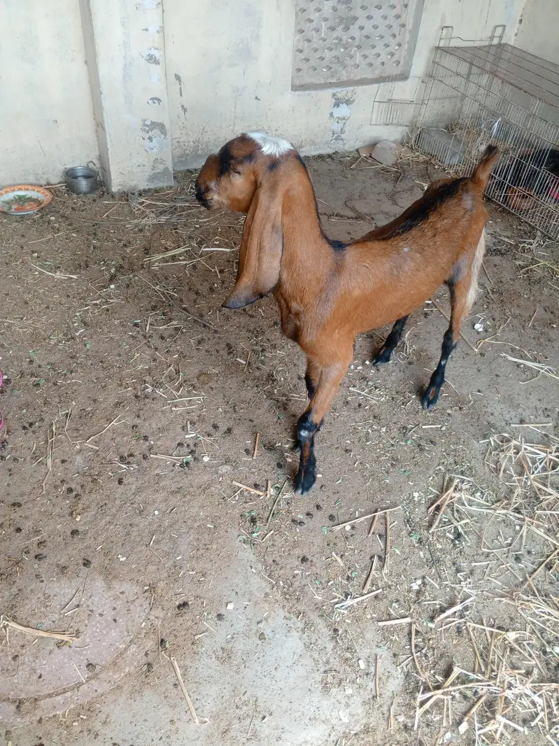 One Bakri and one pathii — photo 12