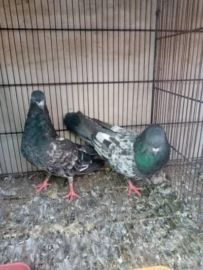 high fly breeder pair hn