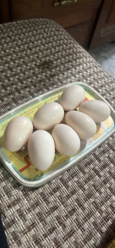 aseel heera eggs for sale