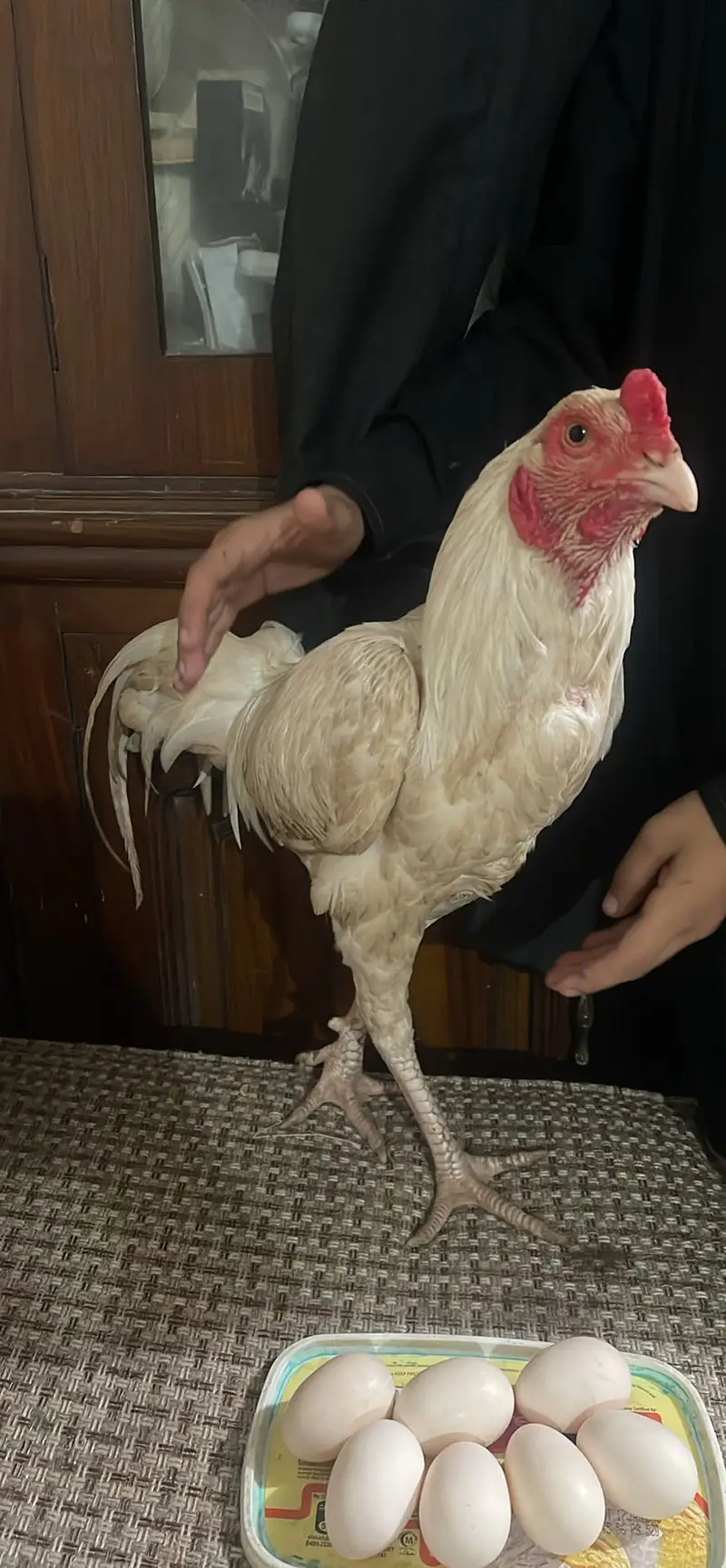 aseel heera eggs for sale — photo 2