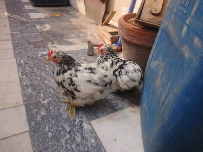 molted bantam pair cochin available