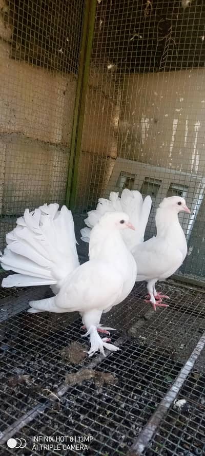 paper white english fantail pair