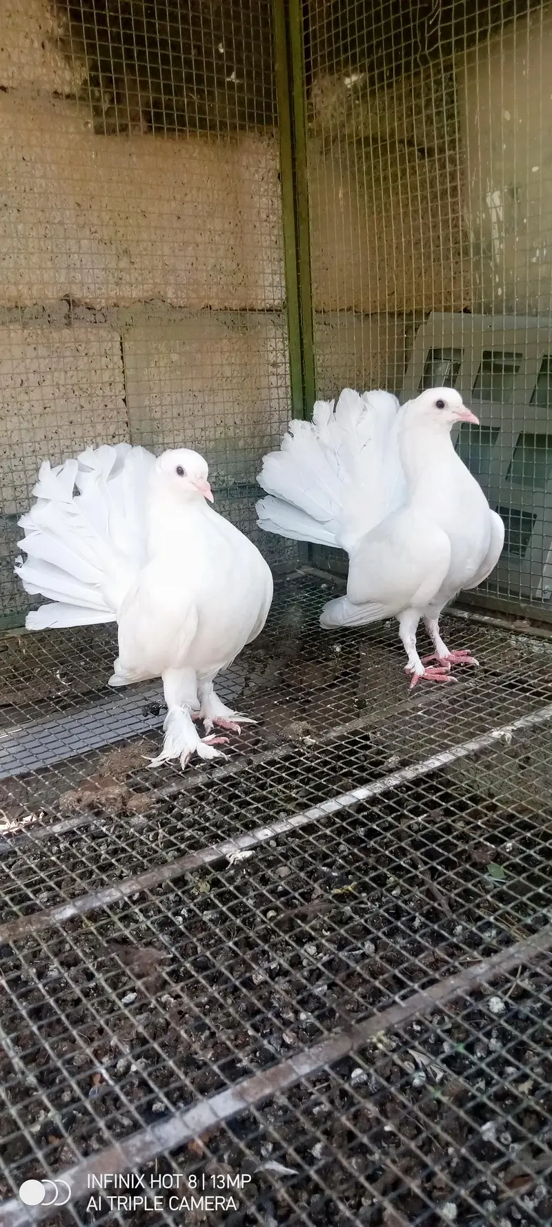 paper white english fantail pair — photo 2