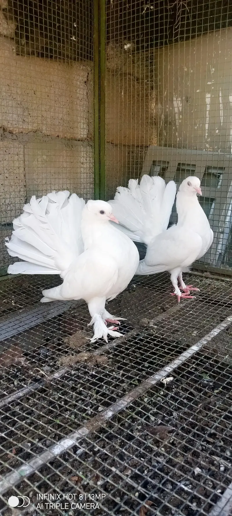 paper white english fantail pair — photo 3
