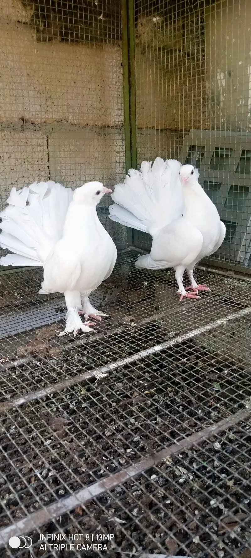 paper white english fantail pair — photo 4