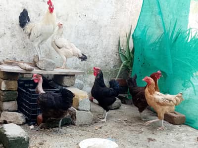 eggs laying hens