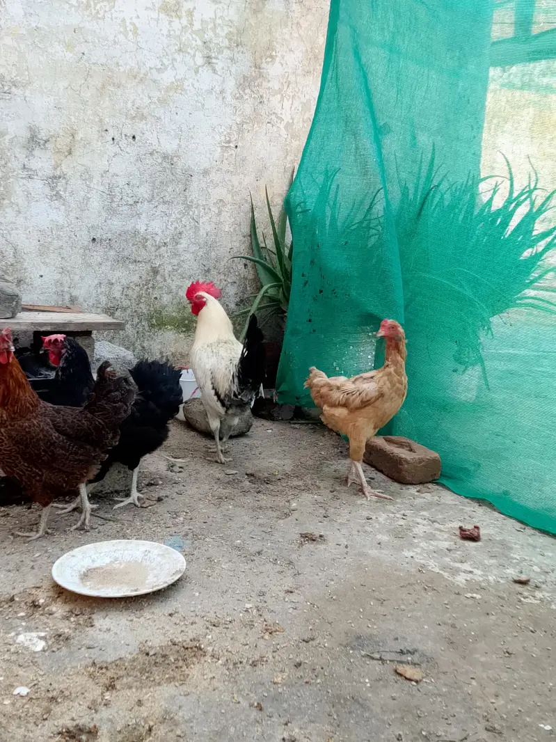 eggs laying hens — photo 2