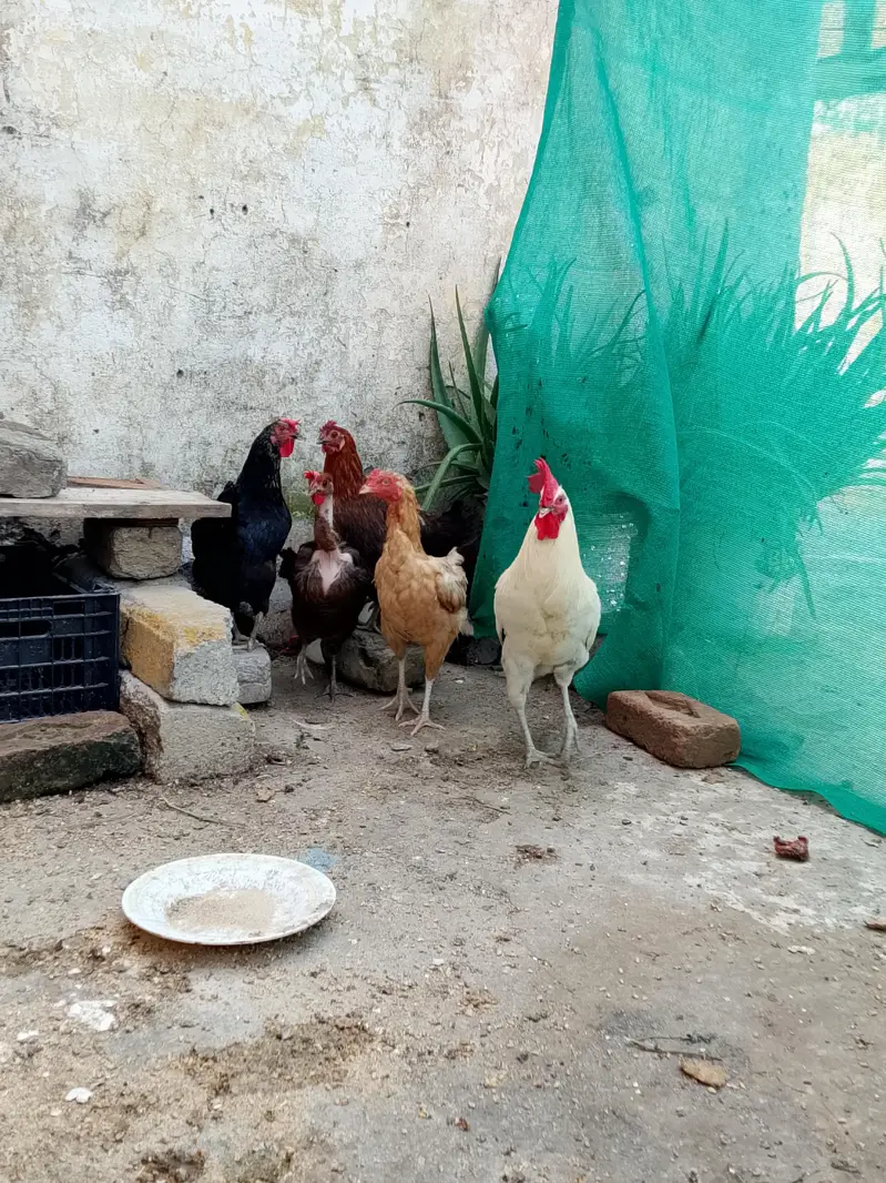 eggs laying hens — photo 3